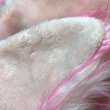 画像11: 6％DOKIDOKI/ねこみみファーフード帽　ピンク (11)